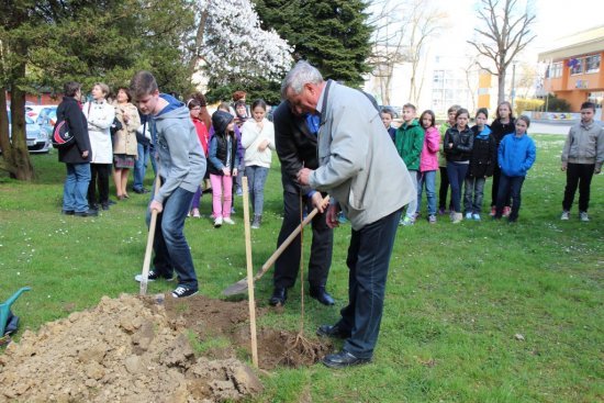 V_Bre__icah_posadili_medoviti_drevesi_13.JPG