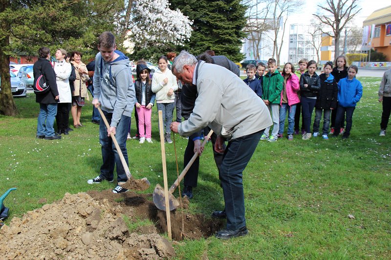 Foto3 Sajenje medovitega drevesa pri OŠ Brežice