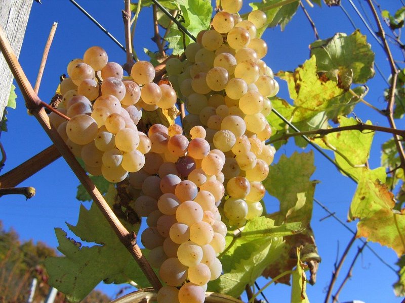 Belo grozdje foto Roman Matjašič