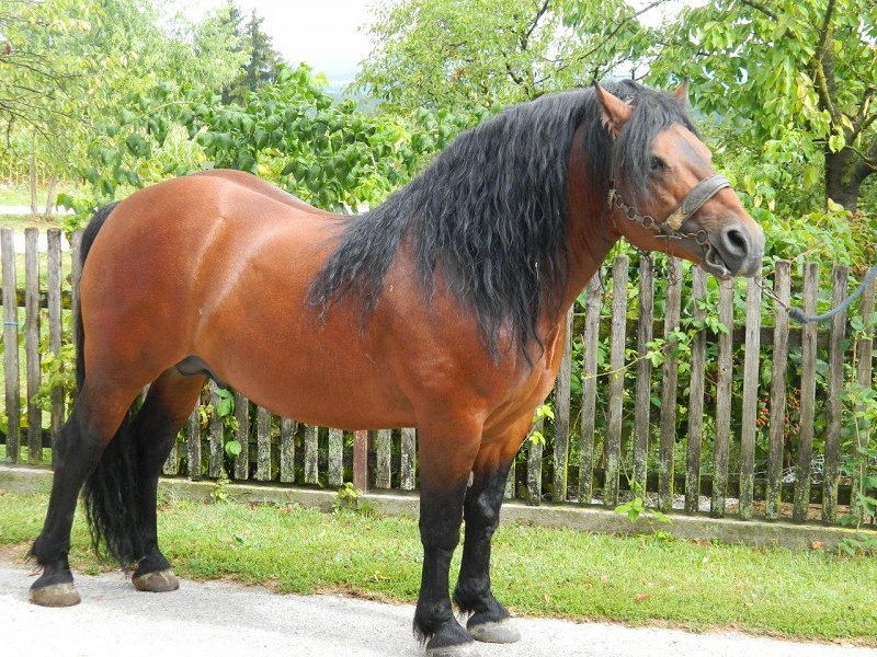 Konj posavc foto Roman Matjašič