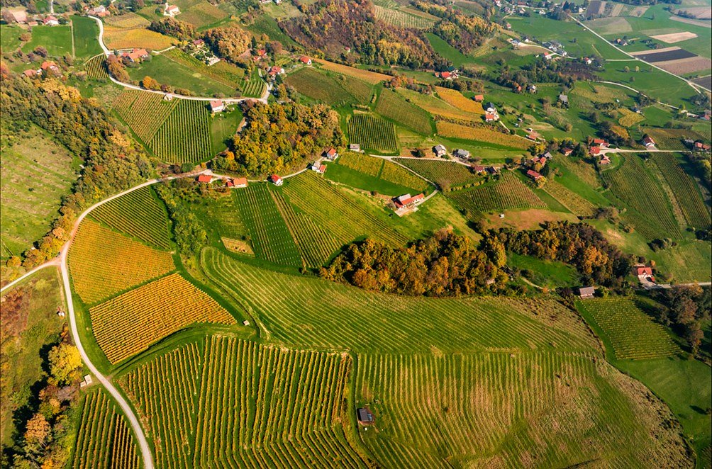 Vinogradi__ZPTM_2025.jpg